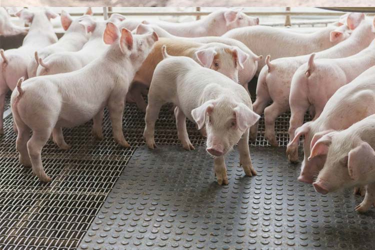 1532326700217238.jpg 科學(xué)養(yǎng)豬場.jpg