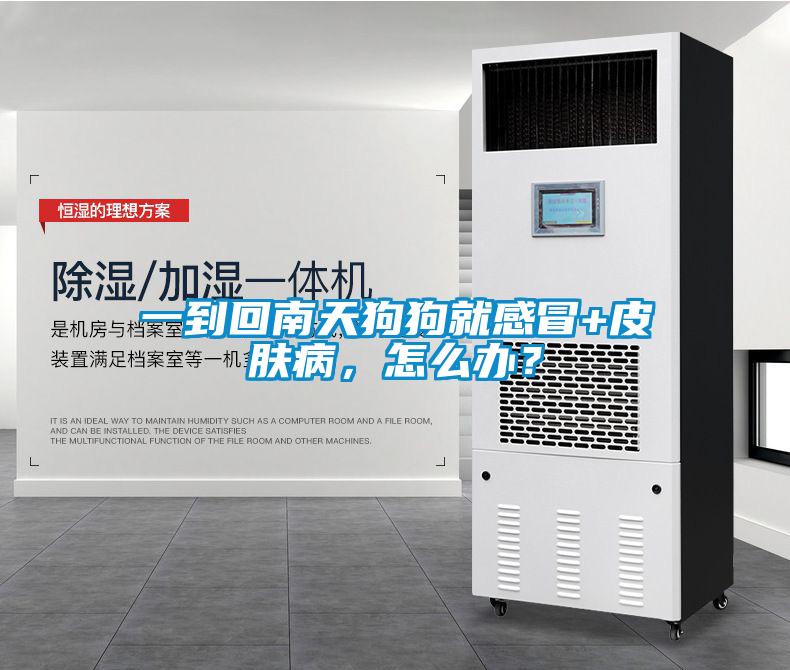 一到回南天狗狗就感冒+皮膚病，怎么辦？
