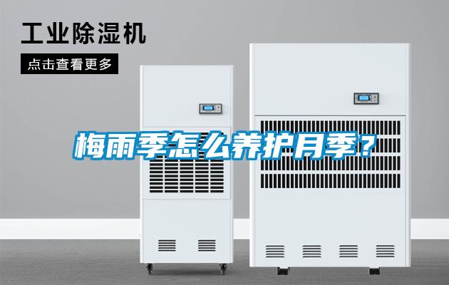 梅雨季怎么養護月季？