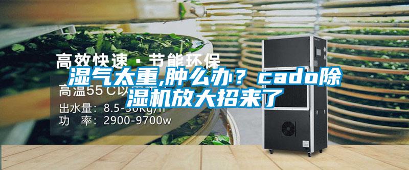 濕氣太重,腫么辦？cado除濕機放大招來了